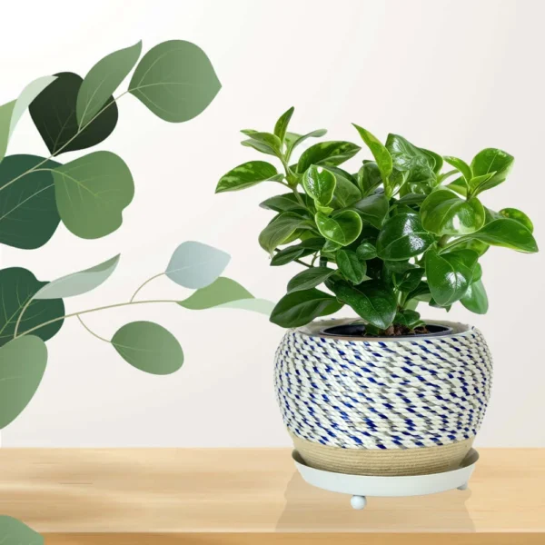 Stylish Rope Wrapped Planter with Drainage Tray I-112-A