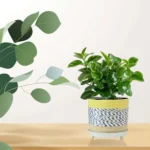 Handcrafted Rope Wrapped Planter with Drainage Tray I-113-A
